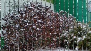 ПЕРВЫЙ СНЕГ