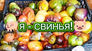 19.10.2025. Выбрасываю помидоры.