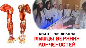 Анатомия мышц верхних конечностей - ЛЕКЦИЯ