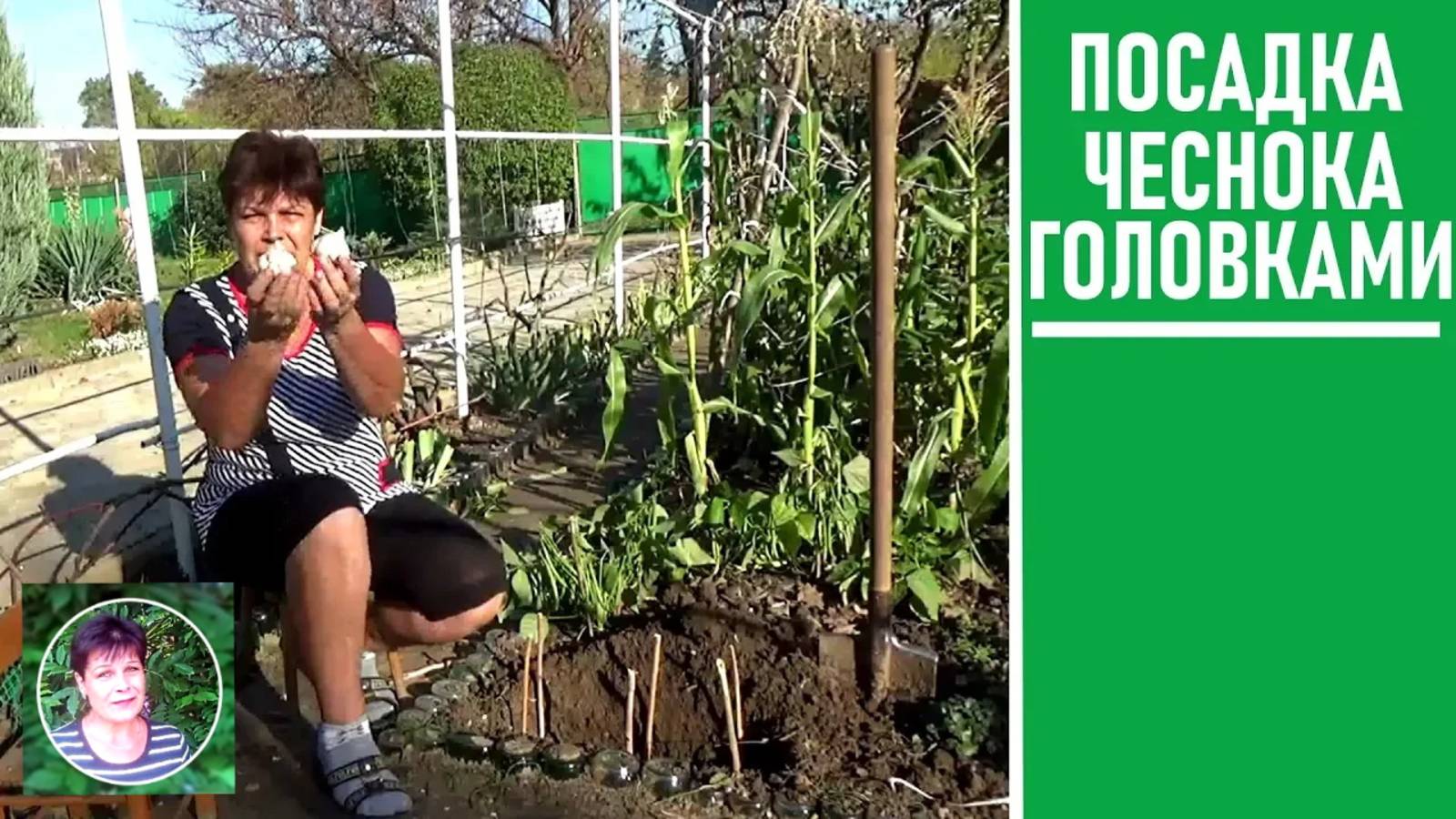 Посадка чеснока  головками  Стоит или нет так сажать чеснок