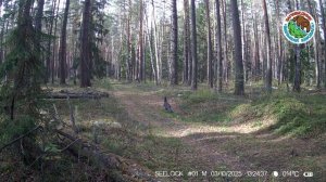 03.10.2025.Глухарь.Заповедник Большая Кокшага.Птица не спеша идет днем по лесной дороге
