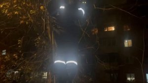 🐱Под Солнечногорском, кошечка спряталась на дереве во время ночной прогулки🐱