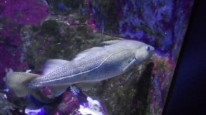 Москвариум. Треска.