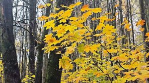 2025-10-18 Осень в Измайлово