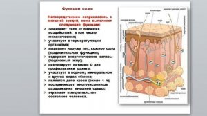 36 Гаева С.Ж. Лекция 33 Соматическая, обонятельная и вкусовая сенсорные системы