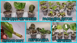 Как спасти сорт? Посадка черенков. Пересадка фиалок. Рассадка деток.