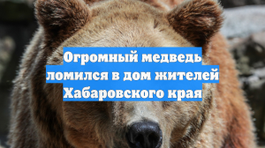 Огромный медведь ломился в дом жителей Хабаровского края