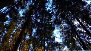 Тихая прогулка в осеннем лесу! 🍁🍁🍁