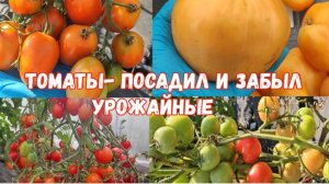 Только эти Томаты - посадил и собирай возьму с собой в 2026 год!