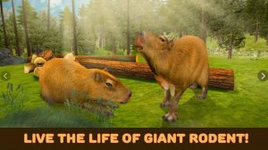 КОРМИМ КОКИБАРУ