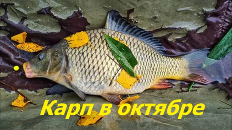 КАК ЛОВИТЬ КАРПА в ОКТЯБРЕ? МЕСТА и ВРЕМЯ для ЛОВЛИ КАРПА. НАЖИВКИ, ПРИКОРМКА и СНАСТИ для РЫБАЛКИ
