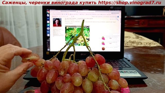 СОПЕРНИК- ГФ винограда, созрел в начале августа, довисел до 20 октября. смотреть онлайн
