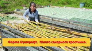 Ферма Бушкрафт в Пханге. Вьетнам. Много сахарного тростника, сбор, продажа
