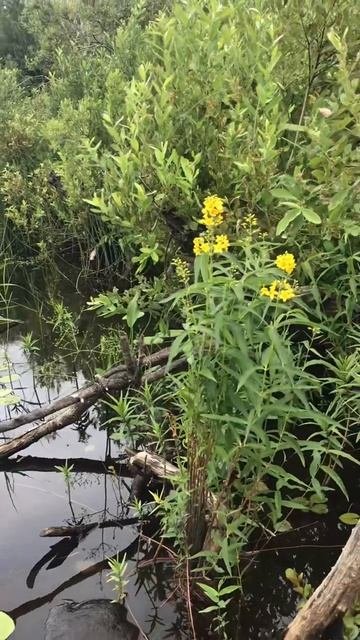 Ленобласть. Хвойно. 08.07.2024. Река Вуокса. Растение водное-вербейник обыкновенный
