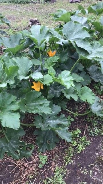 Ленинградская область. Хвойное. 08.07.2024. Дача. Цветущие кабачки