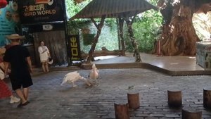 Китай. Хайнань. Парк птиц, Пеликаны.