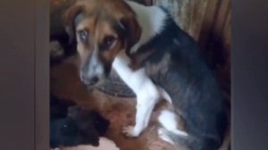 Погибает пёс, метис охотничьей, бывшедомашний!