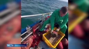 "Вести. Сахалин. Курилы". "События недели". 19 октября 2025 года