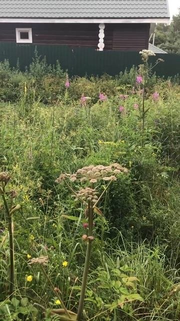 Ленинградская область. Хвойное. 08.07.2024. Растение-дягиль дудник цветущий
