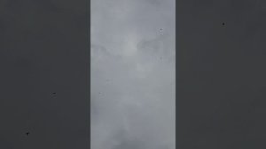 20 10 2025 Голуби полет.