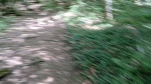 Восхождение на гору Медведь в Архипо-Осиповке на пешеходном маршруте красивые деревья.