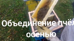 Объединение слабых семей пчёл, всё наглядно, от А до Я.
