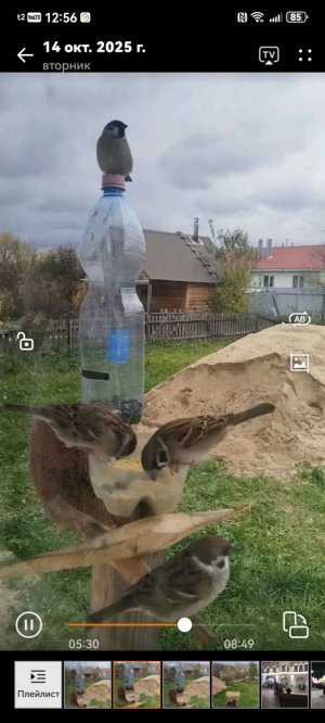 птицы онлайн