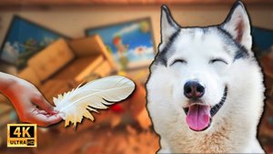 Хаски в Деле! 😱 Смешные животные! Нелепые ситуации с животными! Угарные Коты и Собаки 2025