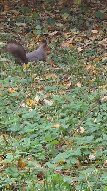 Белки делают запасы на зиму в московских парках