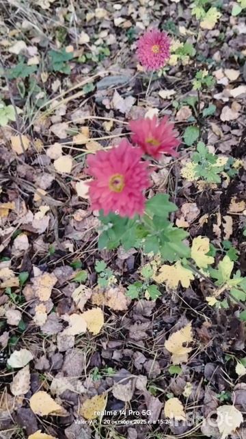 Садовые астры 🌸🌸 #цветы смотреть онлайн