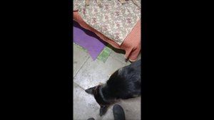Собака. Кот. Том и Фокс
