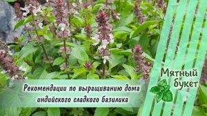 Рекомендации по выращиванию Индийского сладкого базилика