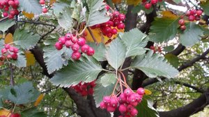 А дома лучше