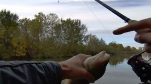 Короткий выезд на окуня