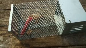 Очередной бесполезный девайс из поднебесной - ловушка грызунов