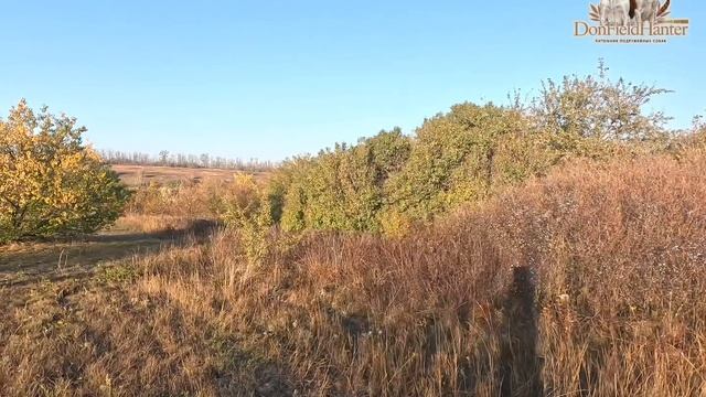 Так и должна выглядеть охота! Работа спрингера и удачный выстрел смотреть онлайн