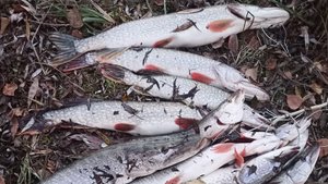 Рыбалка. Улов лето 2025