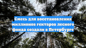 Смесь для восстановления миллионов гектаров лесного фонда создали в Петербурге