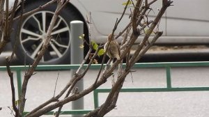 Полевые воробьи