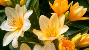 🔆Карт бланш  недели 🔆20-10-2025- 27.10.25 🔆✨✨✨✨Прогноз карт для всех знаков Зодиака  и по Дома✨✨✨✨