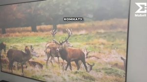 Сравнение напольного и настенного корпуса экранов для проектора.
