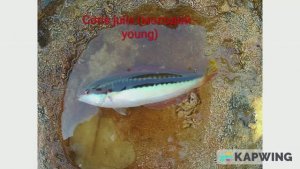 Рыбалка в районе подводных скал - Fishing in the area of underwater rocks