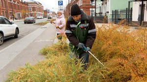 Обрезка растений на Советском