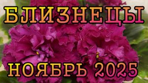 БЛИЗНЕЦЫ таро прогноз на НОЯБРЬ 2025 года.