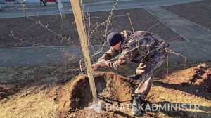 На крупной придомовой территории в Падунском районе идет высадка зеленых насаждений