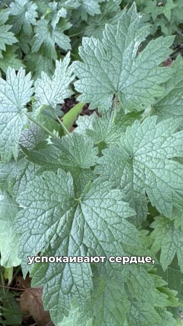 3 травы при аритмии смотреть онлайн