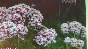 video_2025-10-20 СИЛА РАСТЕНИЙ  ТРАВА ВАЛЕРИАНА