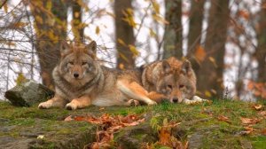 Осень в лесу