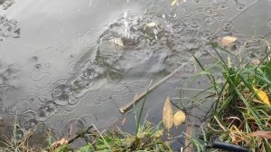 Красивая природа_ красивая рыба _ тишина_ умеротворение и все что нужно человеку ___рыб(