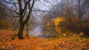 Золотая тоска, сл. В. Шентала, муз. и исп. ИИ SUNO